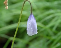 Meconopsis quintuplinervia